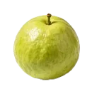 番石榴