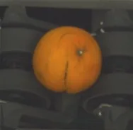 开裂
