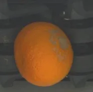 大花斑