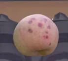 苦痘病