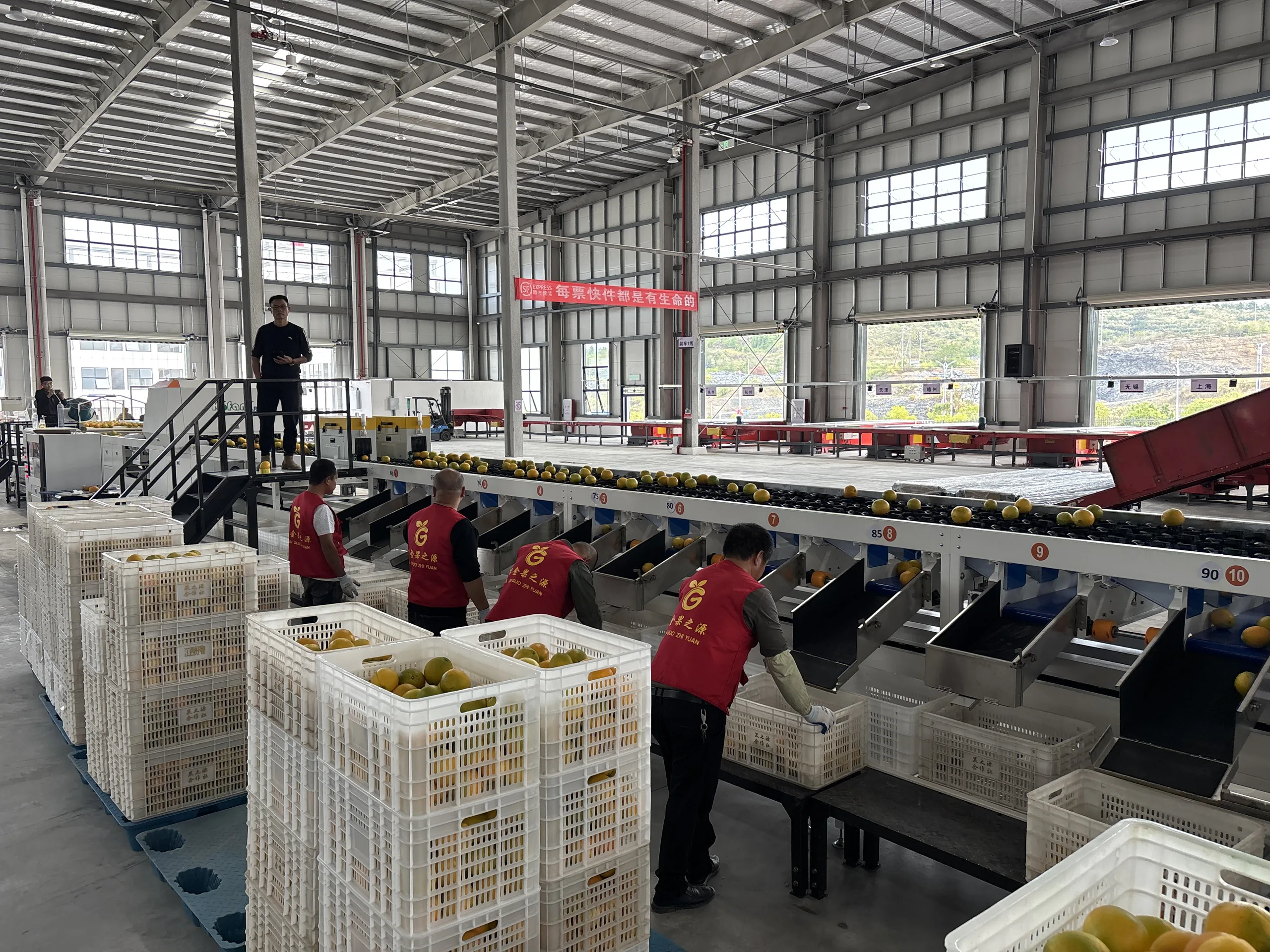三通道脐橙分选线在赣南产区稳定运行